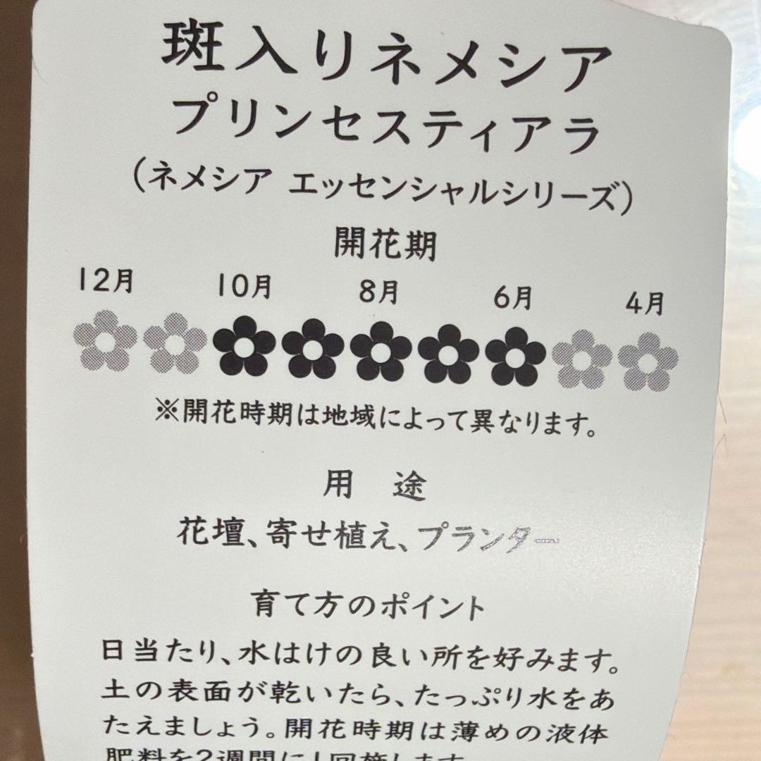 Maa様　確認用　斑入りネメシア　ブラックベリー　プリンセスティアラ