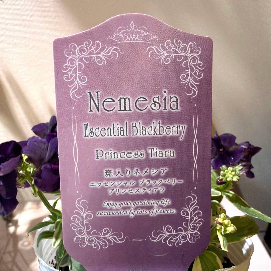Maa様　確認用　斑入りネメシア　ブラックベリー　プリンセスティアラ
