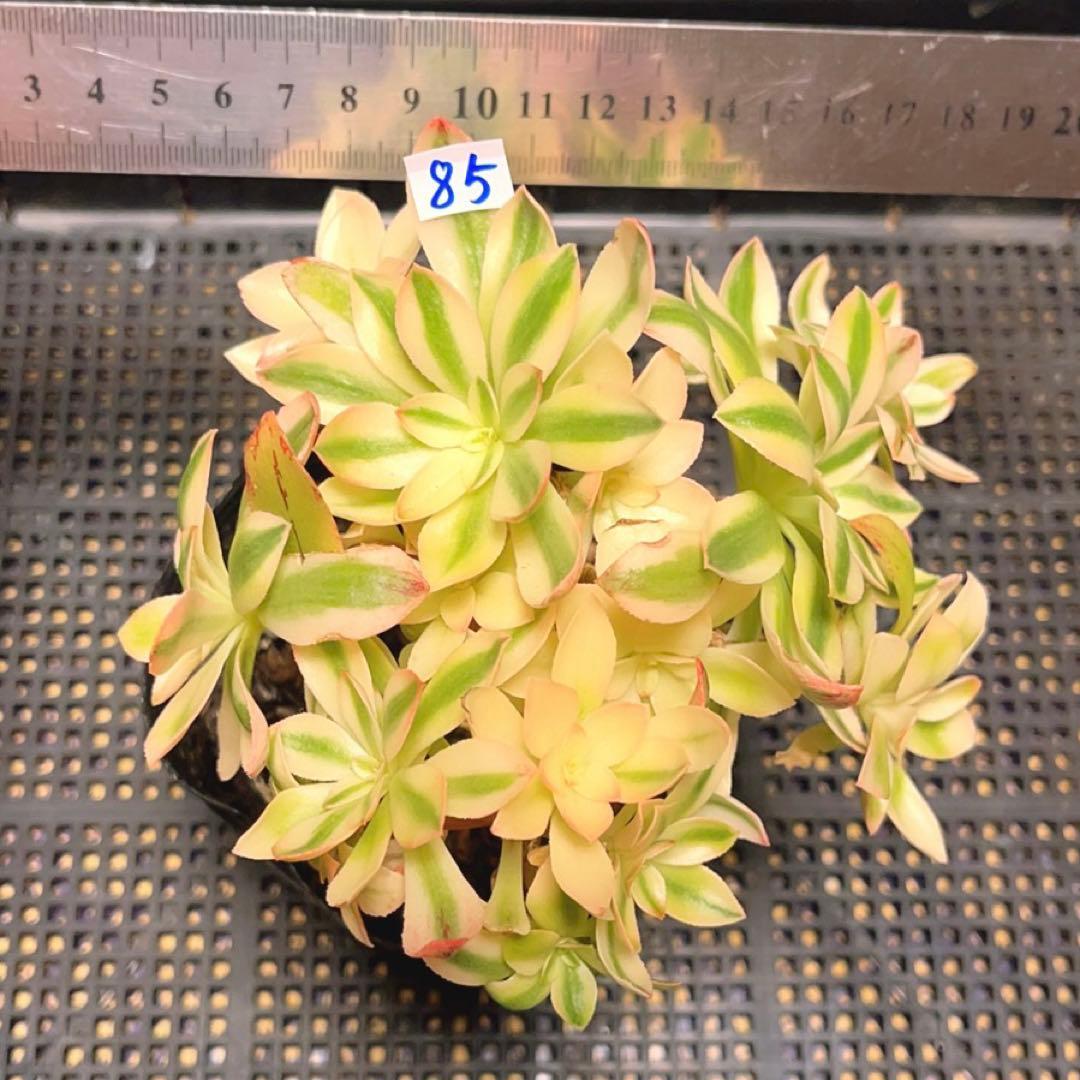 85#多肉植物アエオニウム錦❤️ ホロスパツラツム錦 ❤️10頭13cm 拔き苗