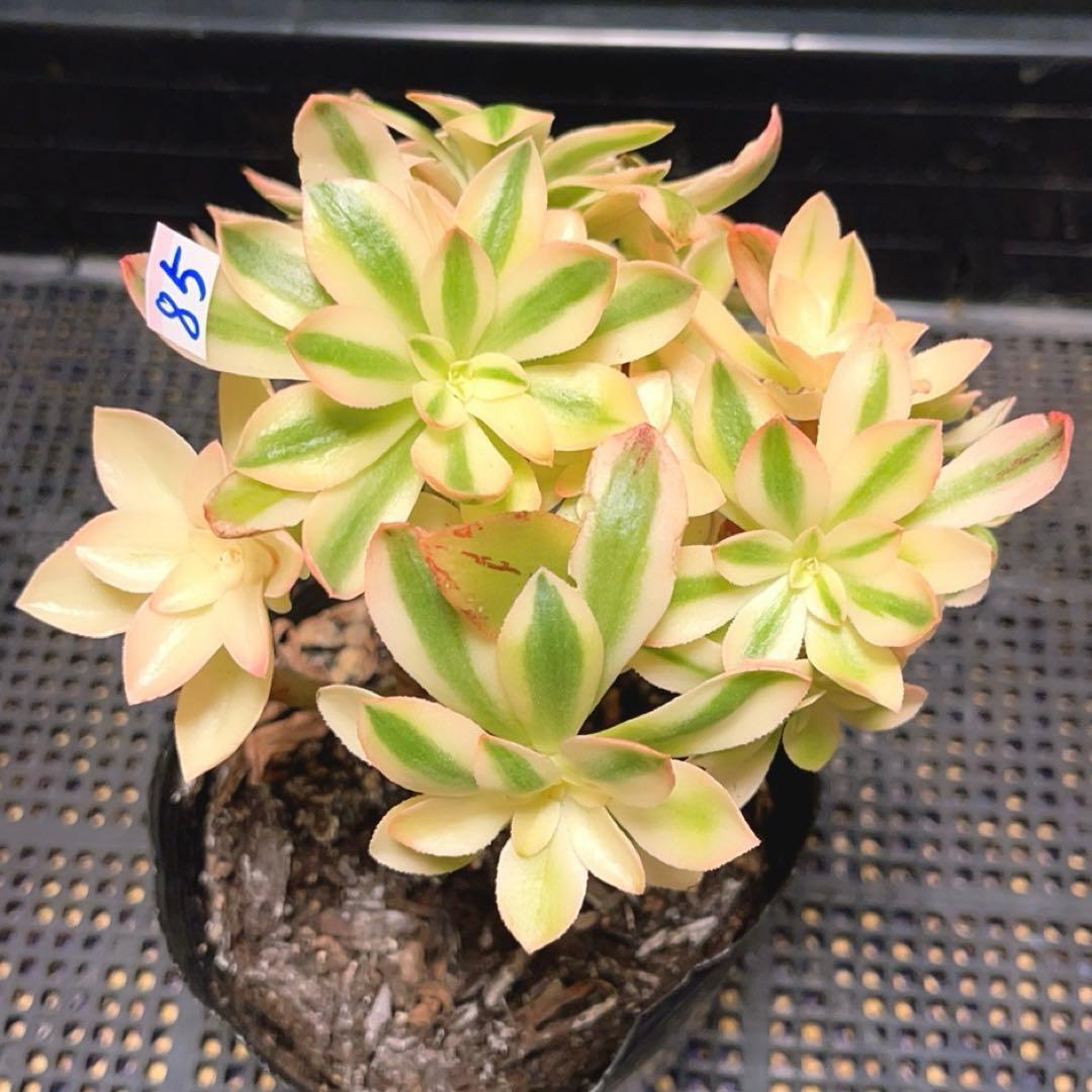 85#多肉植物アエオニウム錦❤️ ホロスパツラツム錦 ❤️10頭13cm 拔き苗