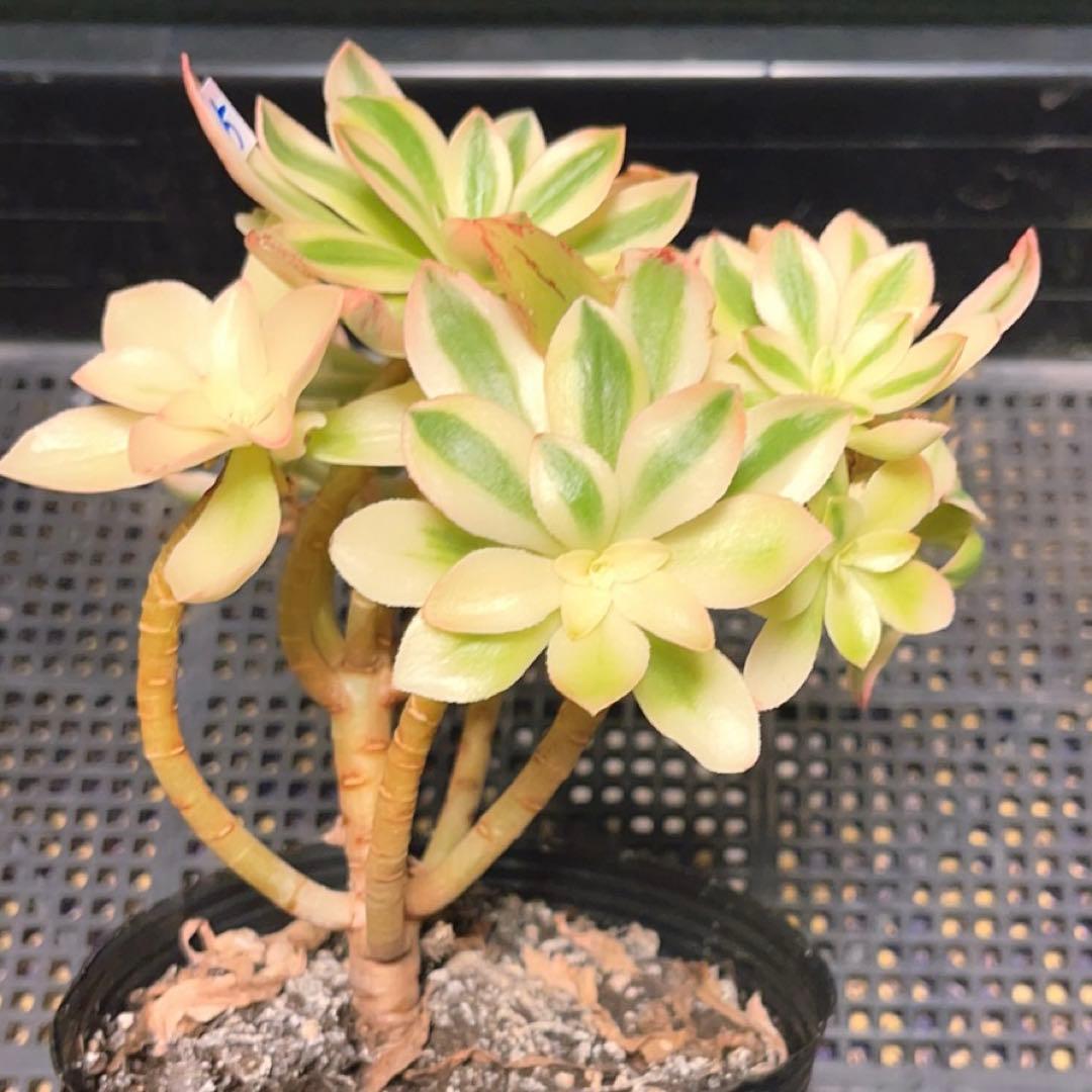 85#多肉植物アエオニウム錦❤️ ホロスパツラツム錦 ❤️10頭13cm 拔き苗