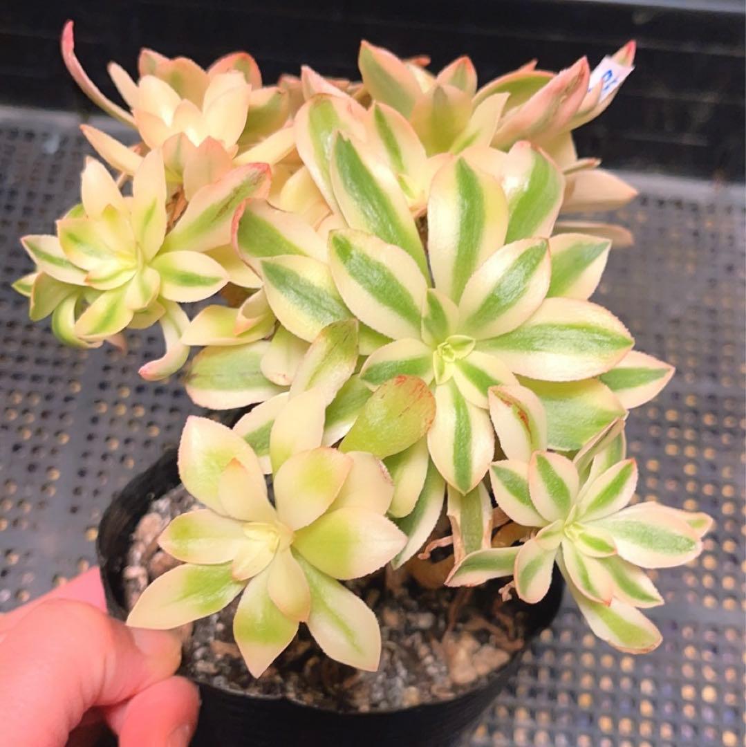 85#多肉植物アエオニウム錦❤️ ホロスパツラツム錦 ❤️10頭13cm 拔き苗
