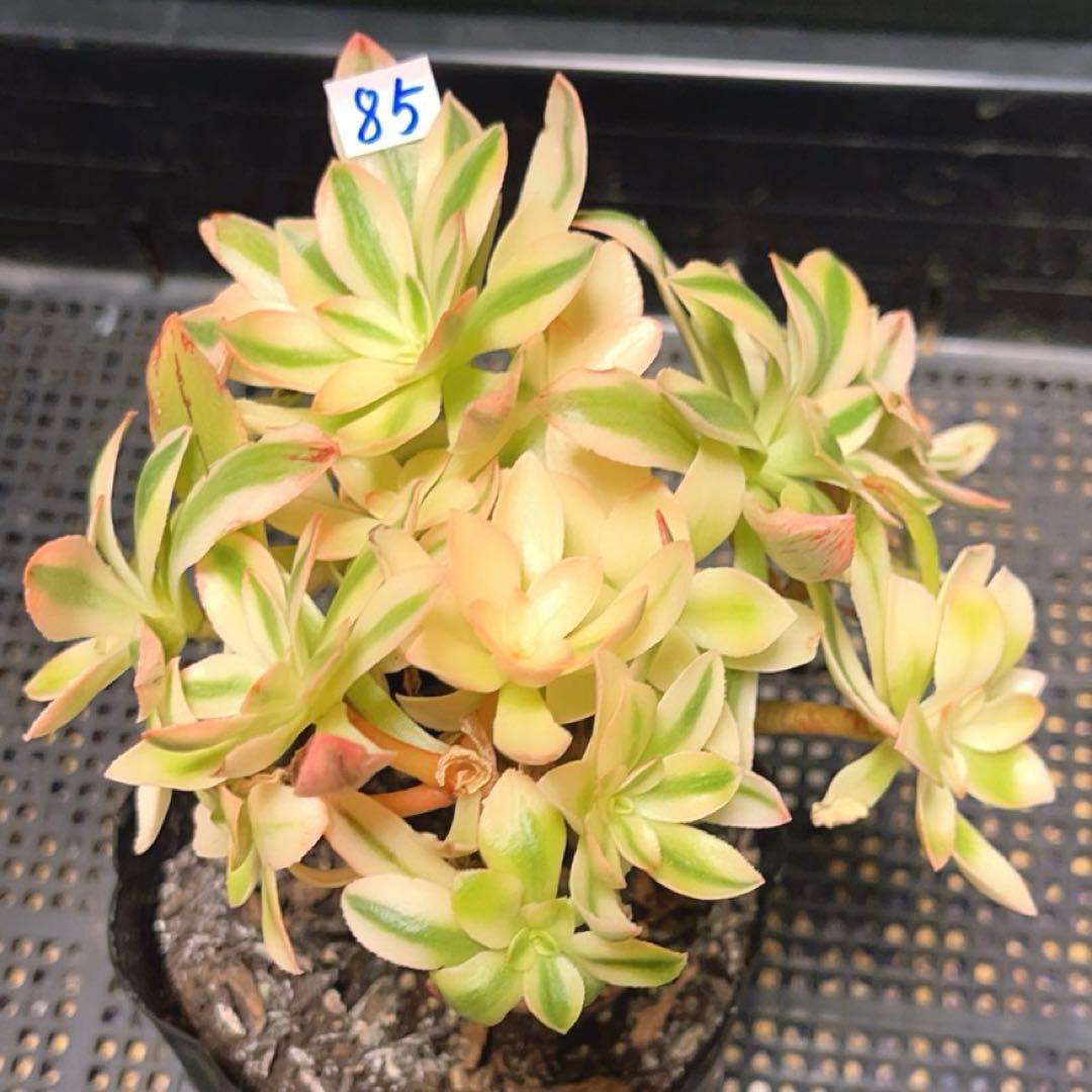 85#多肉植物アエオニウム錦❤️ ホロスパツラツム錦 ❤️10頭13cm 拔き苗