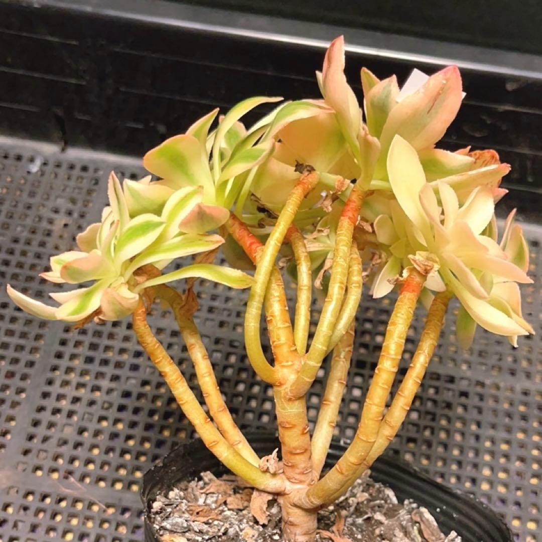85#多肉植物アエオニウム錦❤️ ホロスパツラツム錦 ❤️10頭13cm 拔き苗