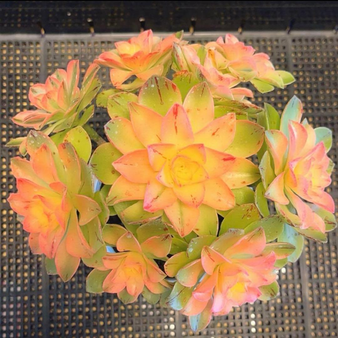 85#多肉植物アエオニウム錦❤️ ホロスパツラツム錦 ❤️10頭13cm 拔き苗