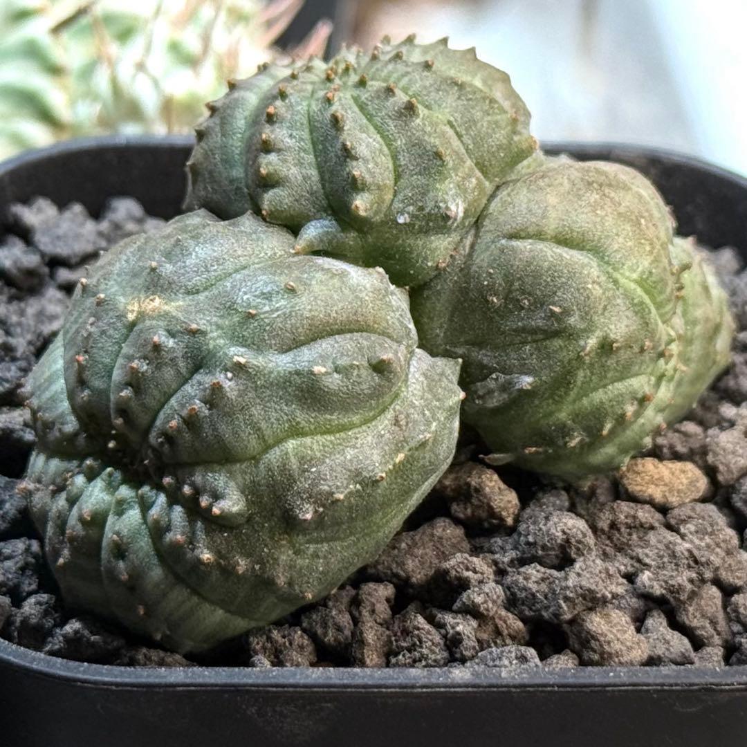 ユーフォルビア オベサ 多頭 モンスト 【メルカリ便】