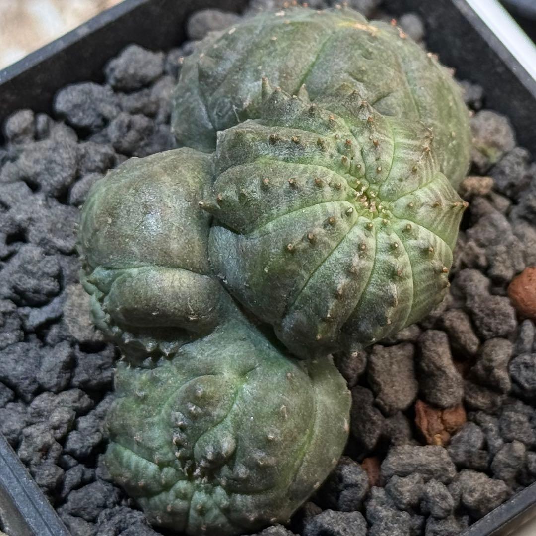 ユーフォルビア オベサ 多頭 モンスト 【メルカリ便】