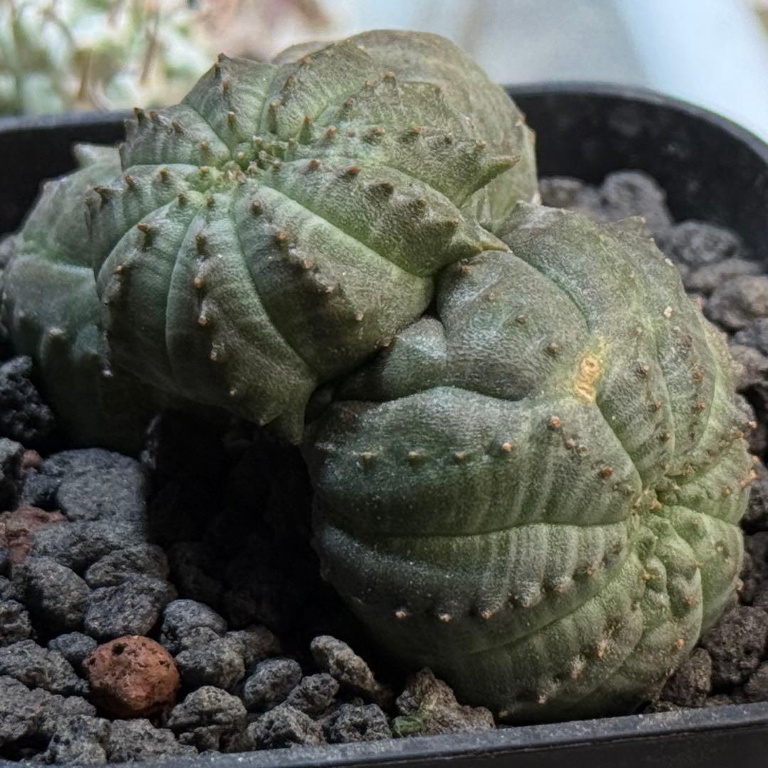 ユーフォルビア オベサ 多頭 モンスト 【メルカリ便】