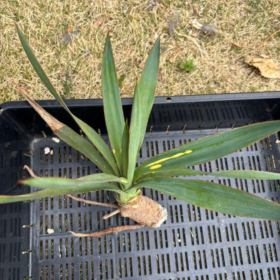 ユッカ グロリオサ　散り斑　分頭