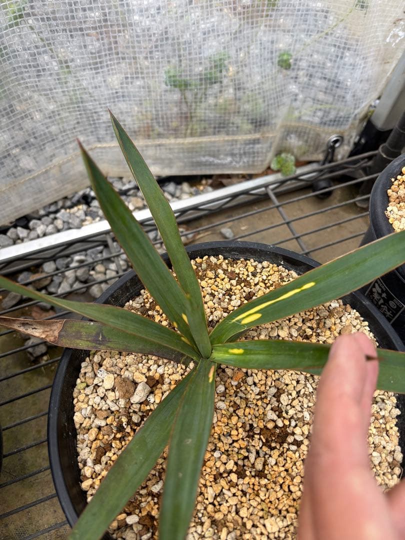 ユッカ グロリオサ　散り斑　分頭