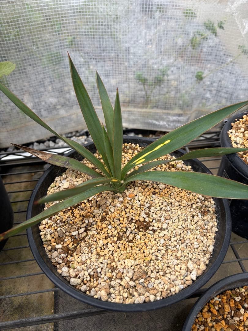 ユッカ グロリオサ　散り斑　分頭