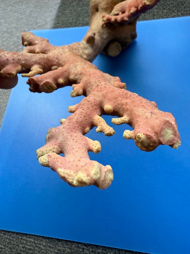 ピンクコーラル 置物 約30cm