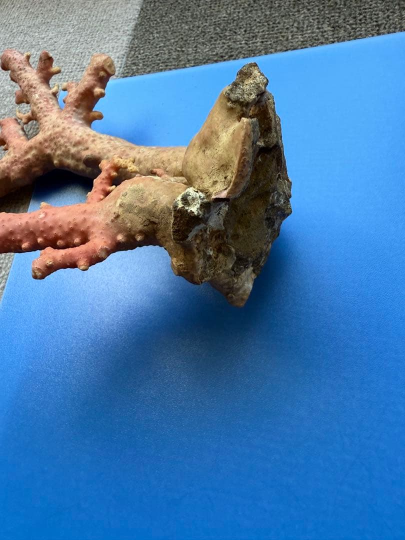 ピンクコーラル 置物 約30cm