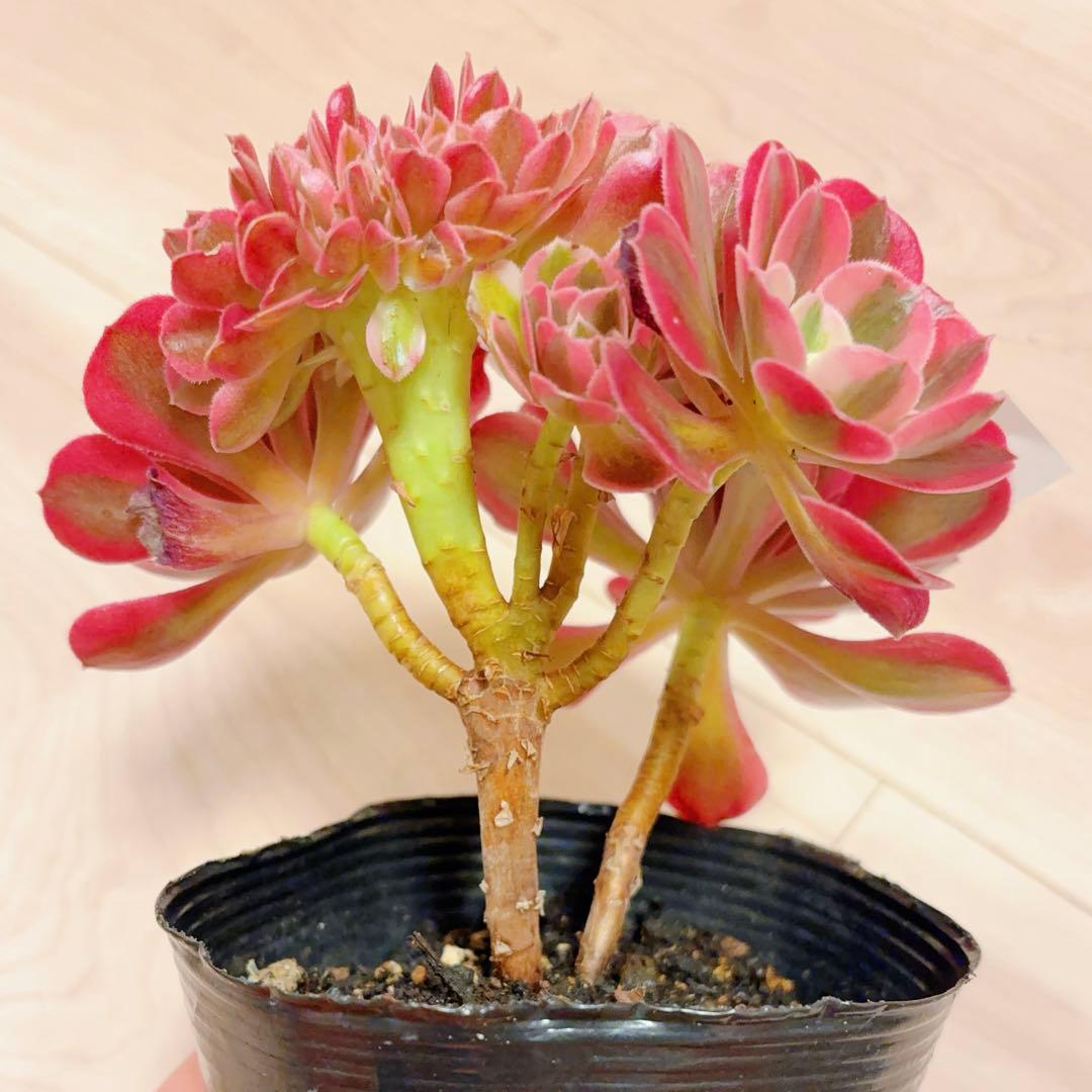 23 #多肉植物アエオニウム錦❤️ピンクウィッチセッカ❤️15cm 拔き苗