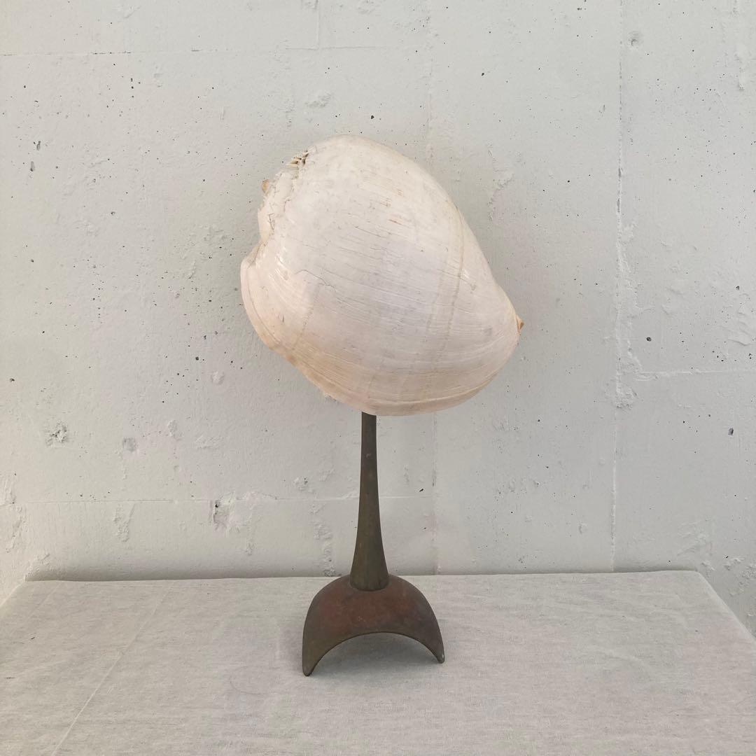 フローデリップヤシガイ　インテリア装飾