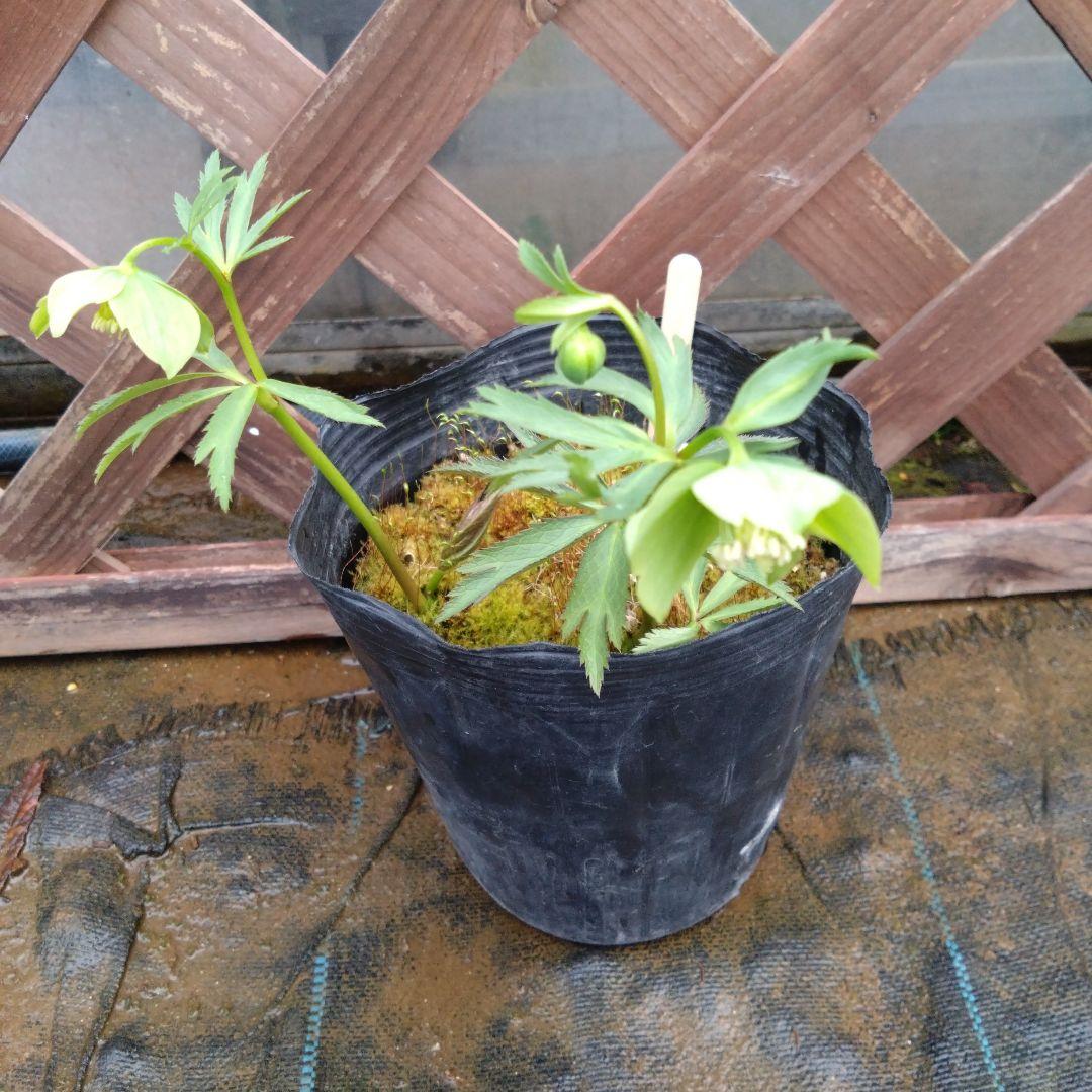 山*き様 かなりの珍品　クリスマスローズ　グリーンスマイル×デュメトラム交配