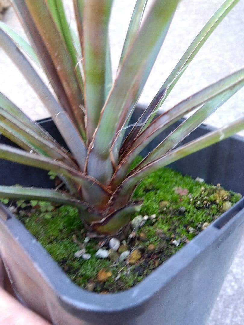 ユッカ　ペリクローサ　4号鉢つき　レア種❗　あ