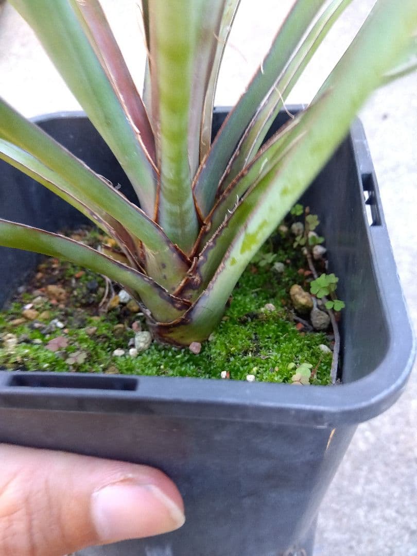 ユッカ　ペリクローサ　4号鉢つき　レア種❗　あ