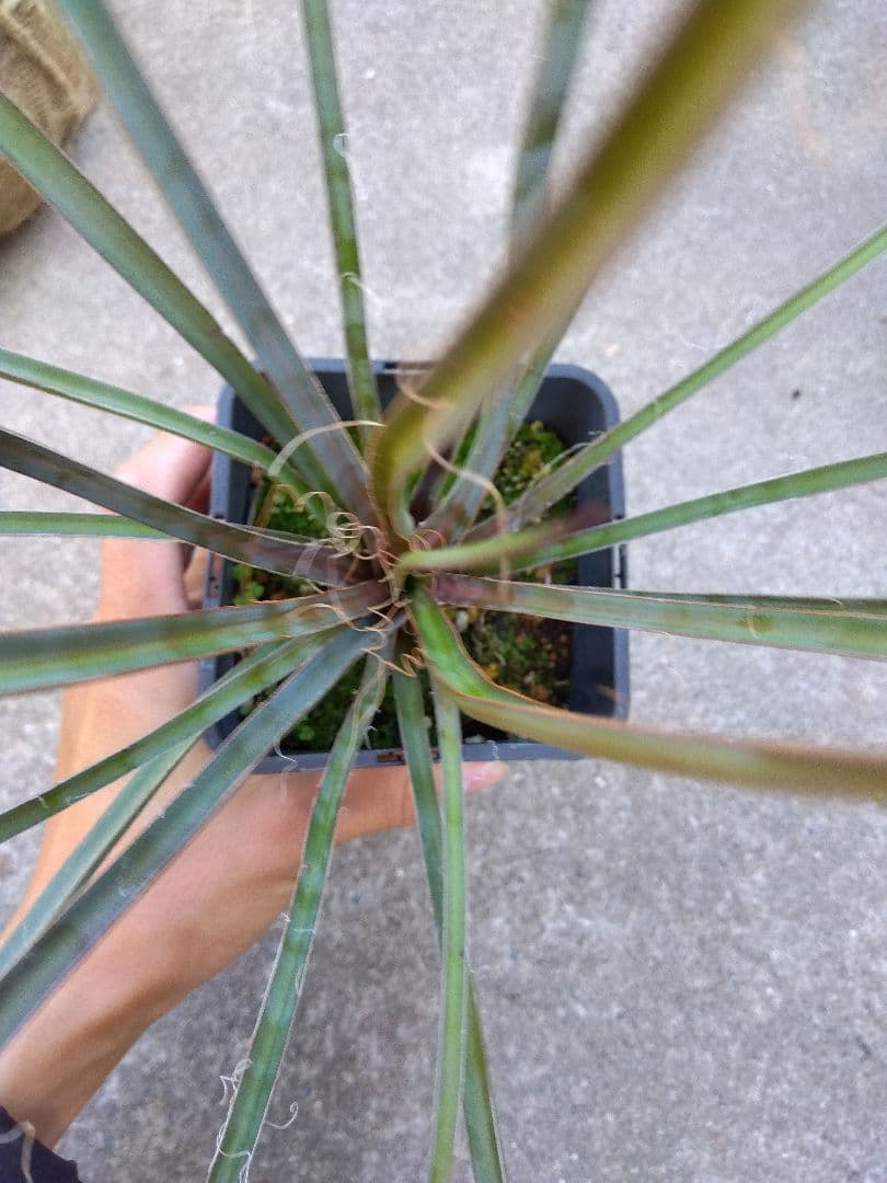 ユッカ　ペリクローサ　4号鉢つき　レア種❗　あ