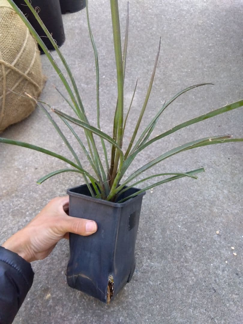 ユッカ　ペリクローサ　4号鉢つき　レア種❗　あ