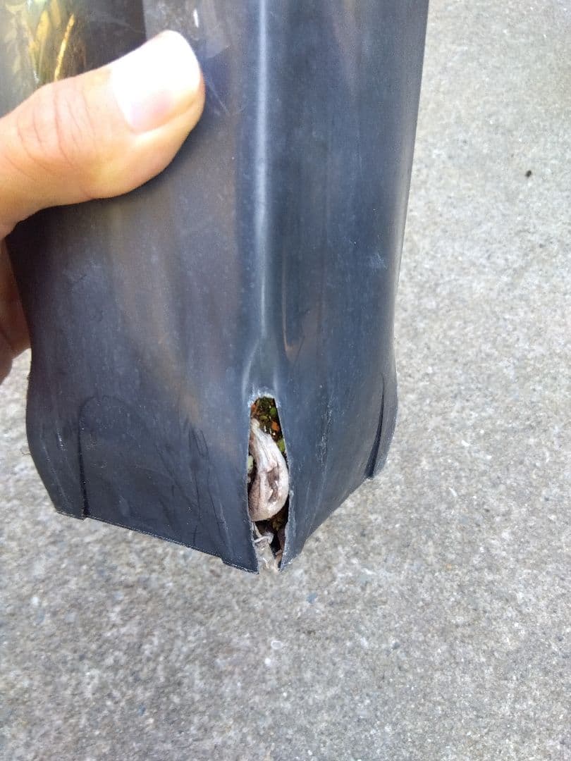 ユッカ　ペリクローサ　4号鉢つき　レア種❗　あ