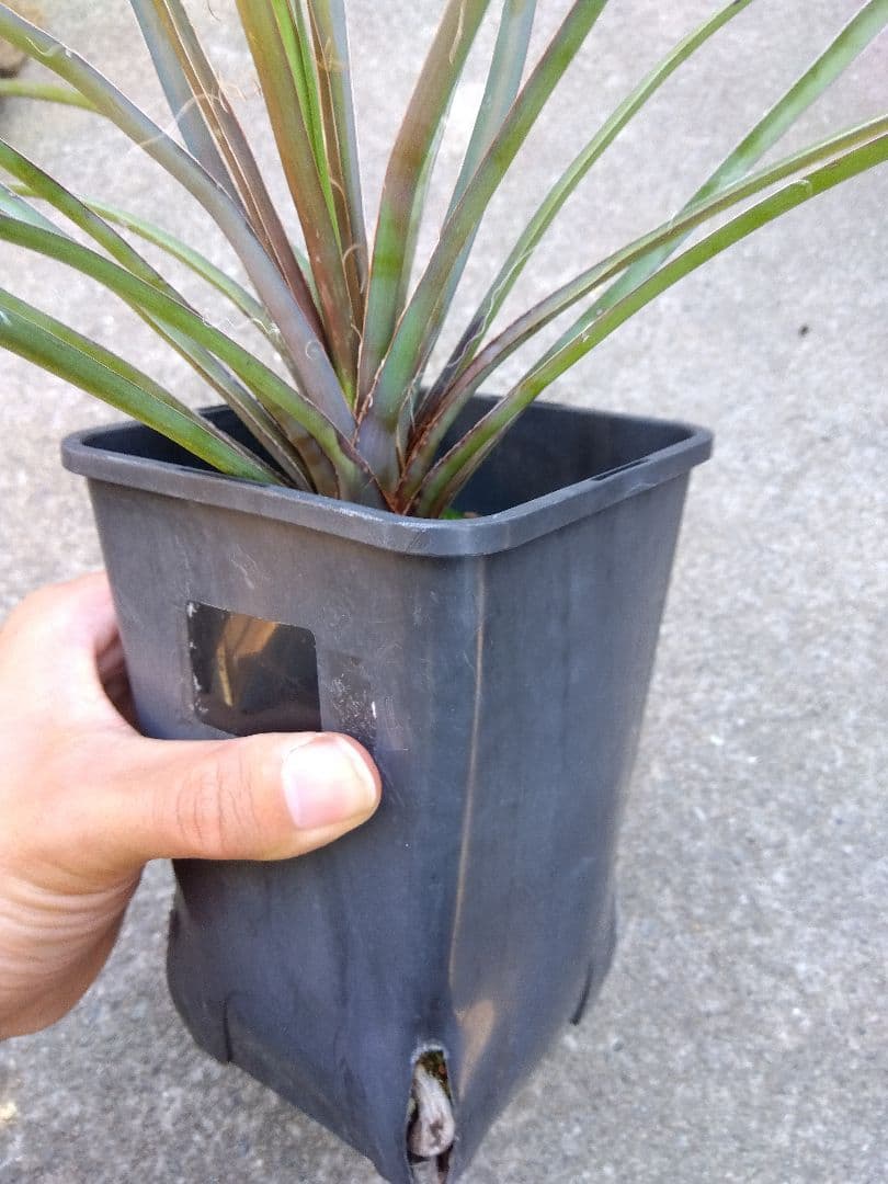 ユッカ　ペリクローサ　4号鉢つき　レア種❗　あ