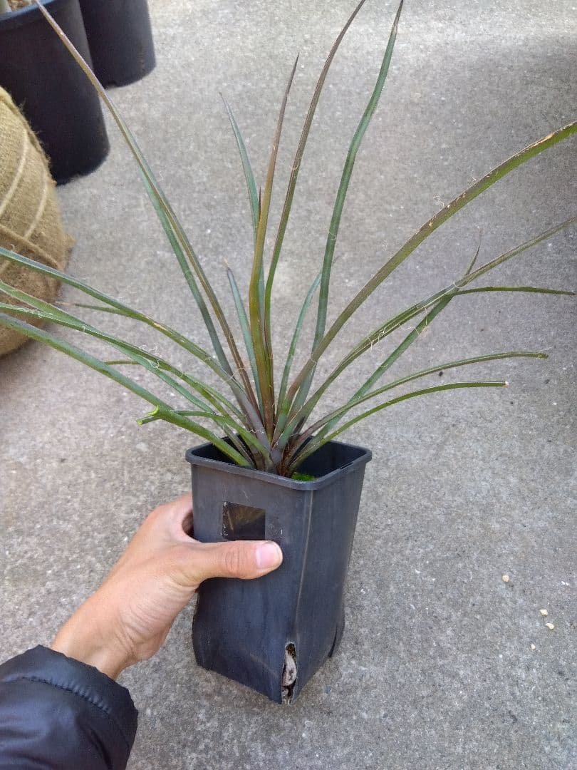 ユッカ　ペリクローサ　4号鉢つき　レア種❗　あ