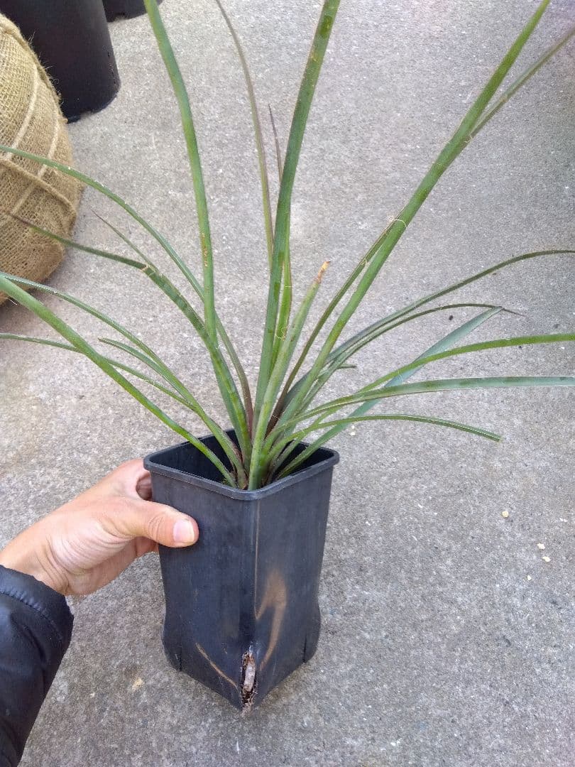 ユッカ　ペリクローサ　4号鉢つき　レア種❗　あ