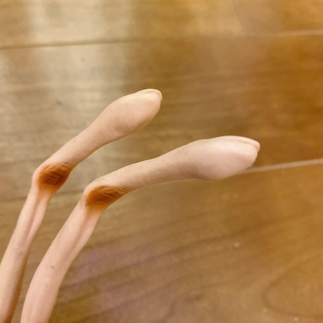 【訳アリ】フェイスハガー 1/1 プロップレプリカ エイリアン Alien 映画