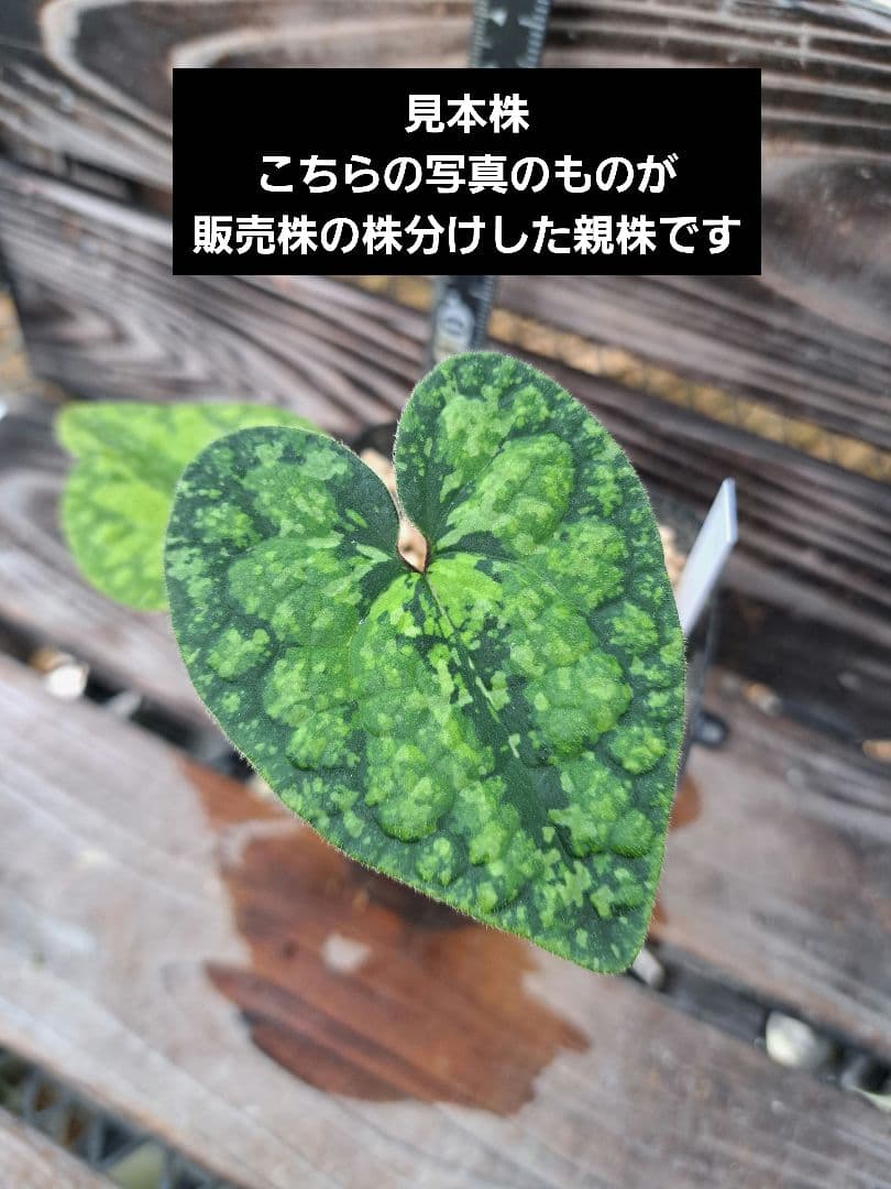 エクボカンアオイ　模様葉　寒葵　カンアオイ　サイシン　細辛　山野草　観葉植物