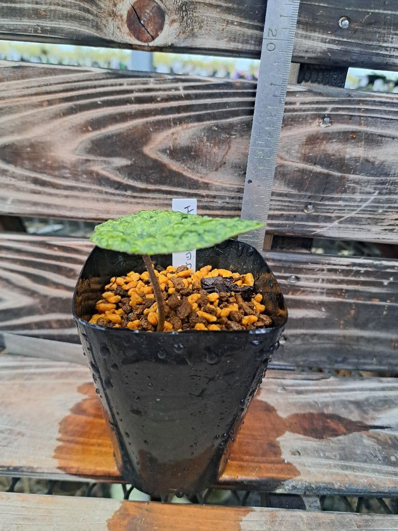 エクボカンアオイ　模様葉　寒葵　カンアオイ　サイシン　細辛　山野草　観葉植物