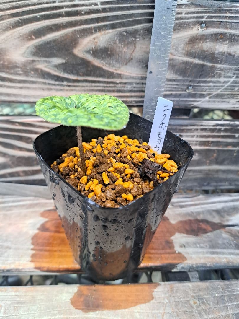 エクボカンアオイ　模様葉　寒葵　カンアオイ　サイシン　細辛　山野草　観葉植物