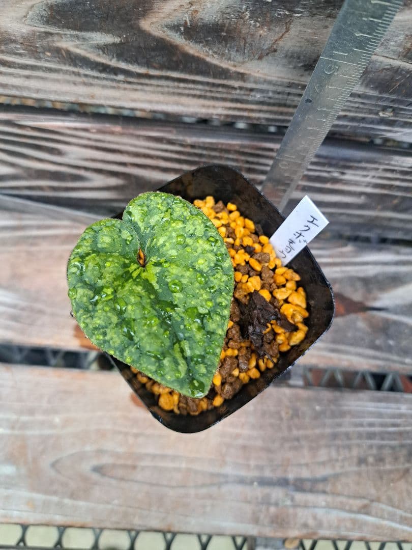 エクボカンアオイ　模様葉　寒葵　カンアオイ　サイシン　細辛　山野草　観葉植物