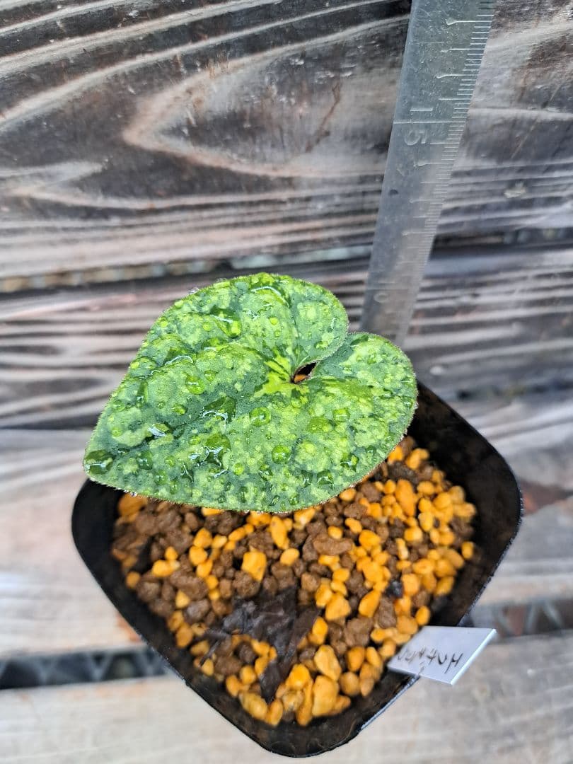 エクボカンアオイ　模様葉　寒葵　カンアオイ　サイシン　細辛　山野草　観葉植物