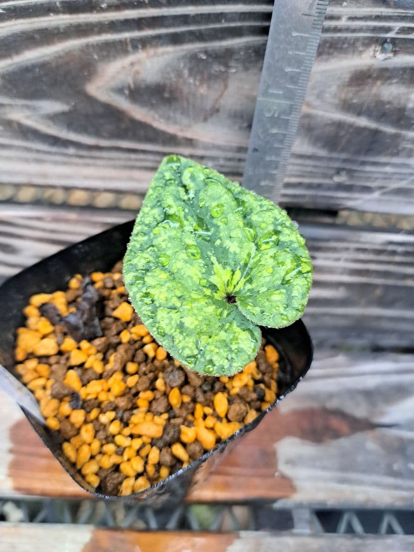 エクボカンアオイ　模様葉　寒葵　カンアオイ　サイシン　細辛　山野草　観葉植物