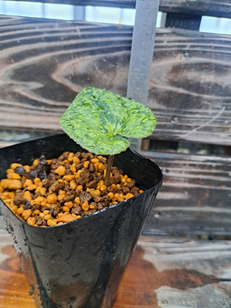 エクボカンアオイ　模様葉　寒葵　カンアオイ　サイシン　細辛　山野草　観葉植物