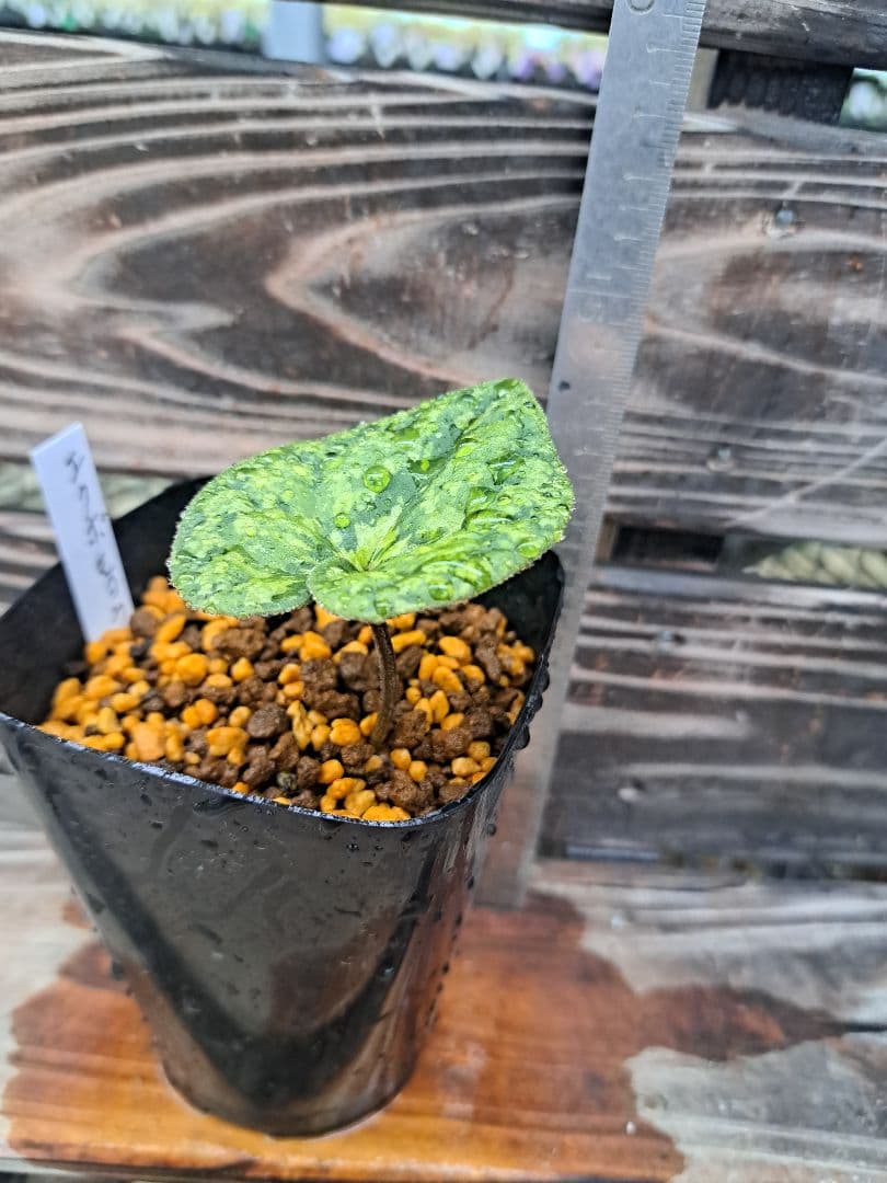 エクボカンアオイ　模様葉　寒葵　カンアオイ　サイシン　細辛　山野草　観葉植物