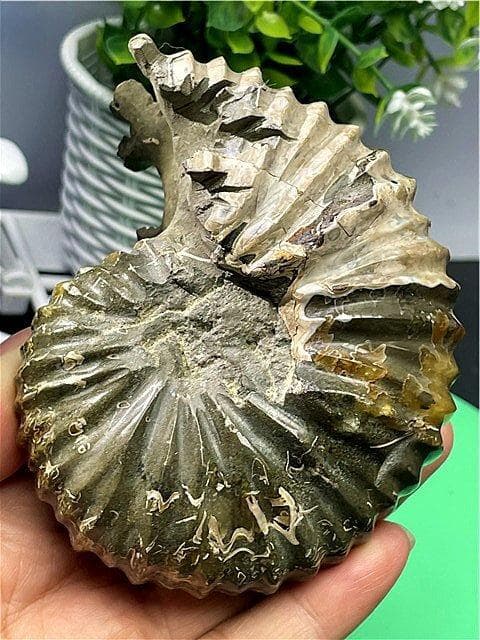 ★貴重－アンモナイト縫合線オパール化石標本B88U3/199U19D