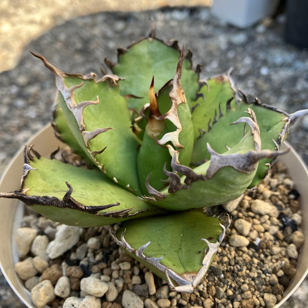 アガベ　実生　オテロイ