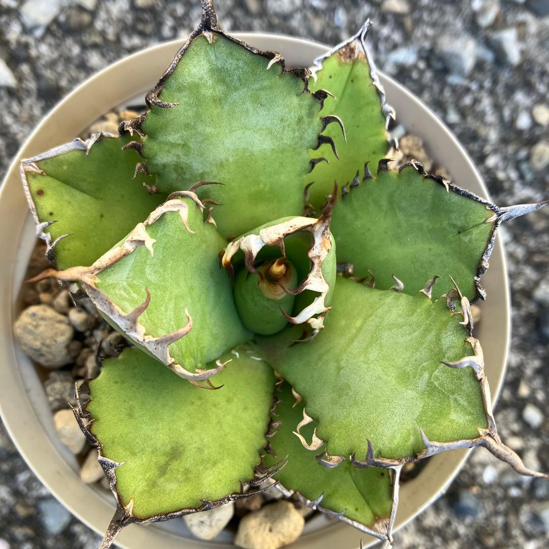 アガベ　実生　オテロイ