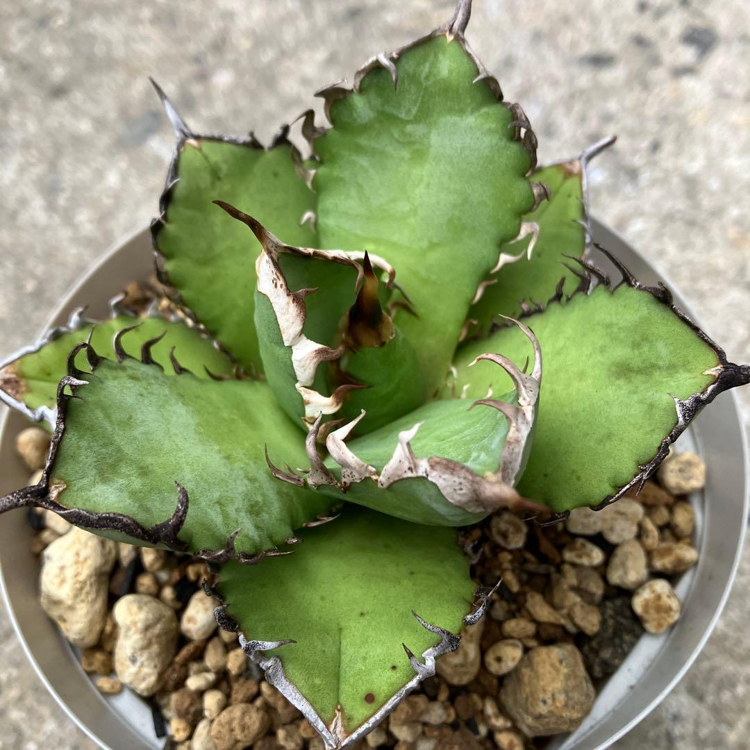 アガベ　実生　オテロイ