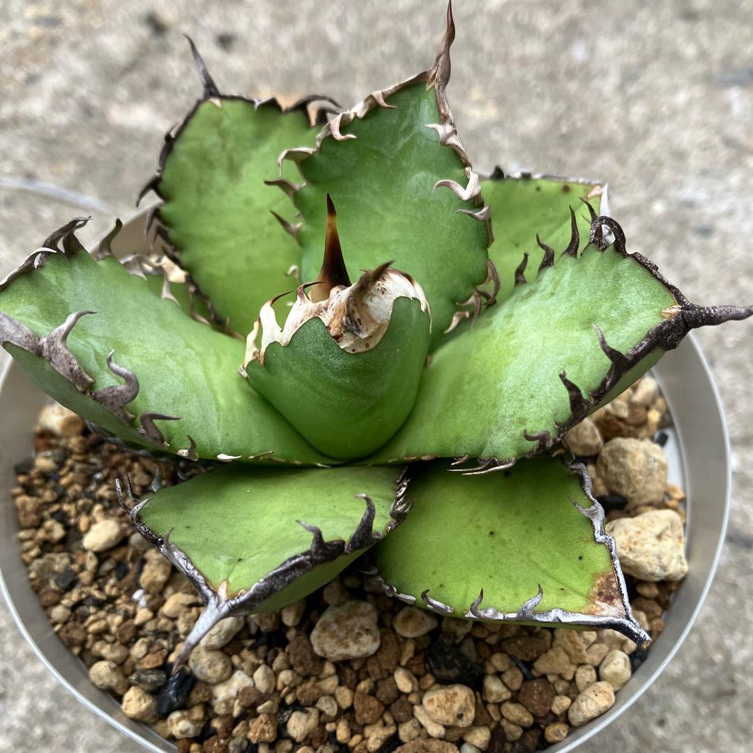 アガベ　実生　オテロイ