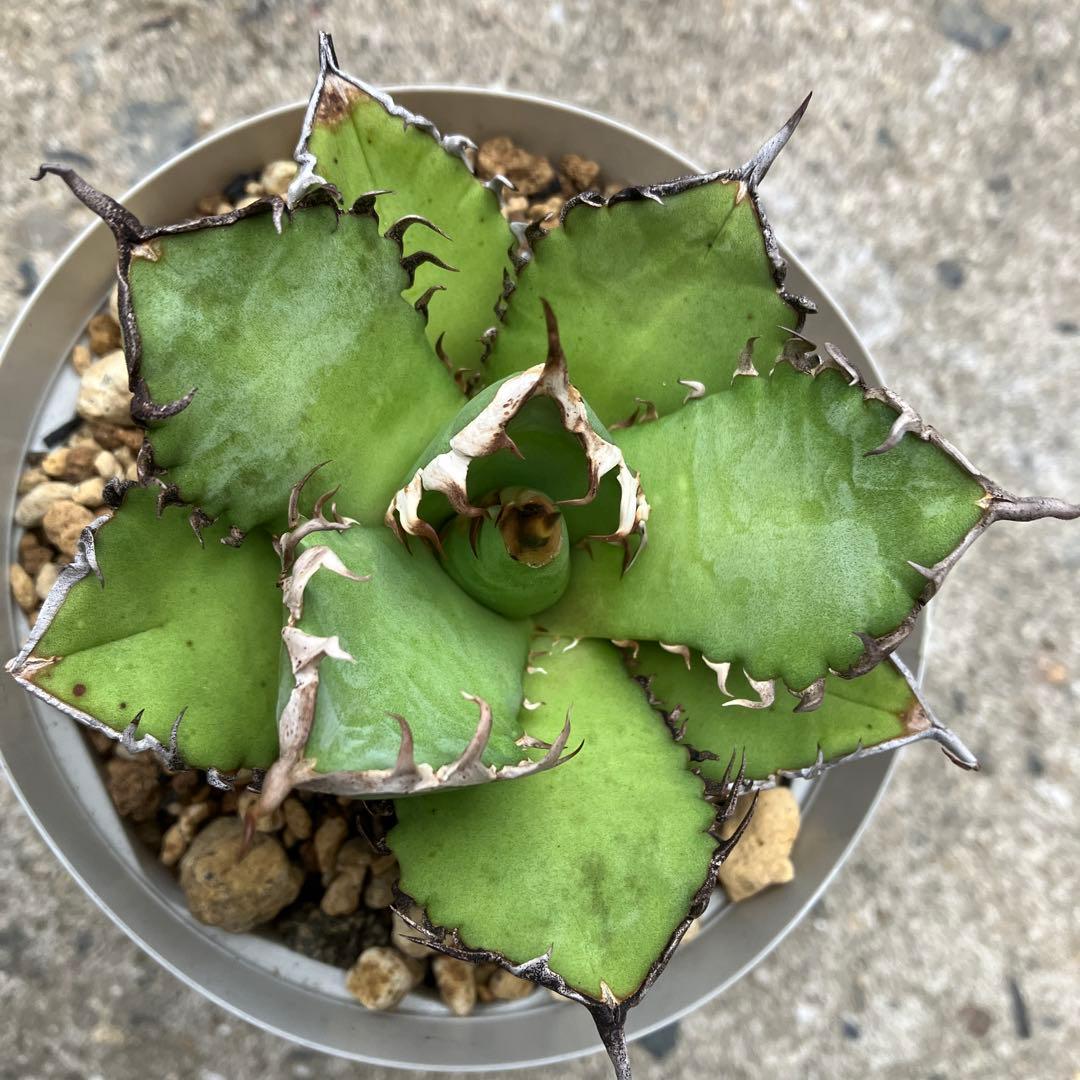 アガベ　実生　オテロイ