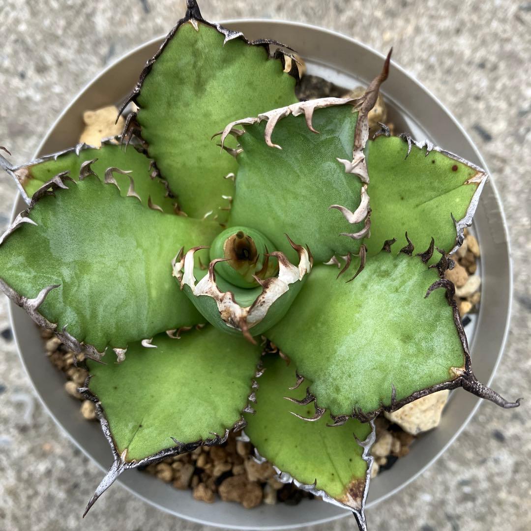 アガベ　実生　オテロイ