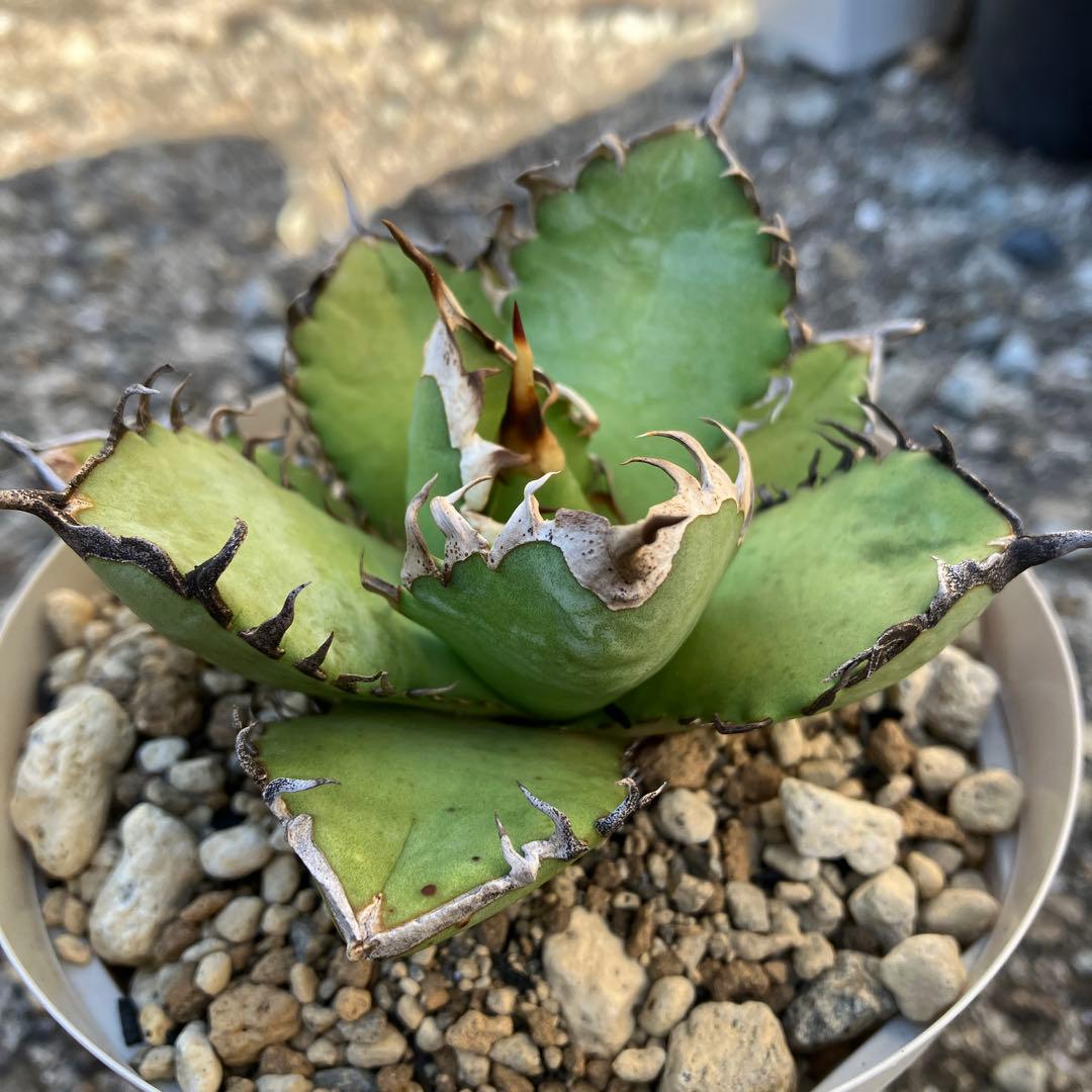 アガベ　実生　オテロイ