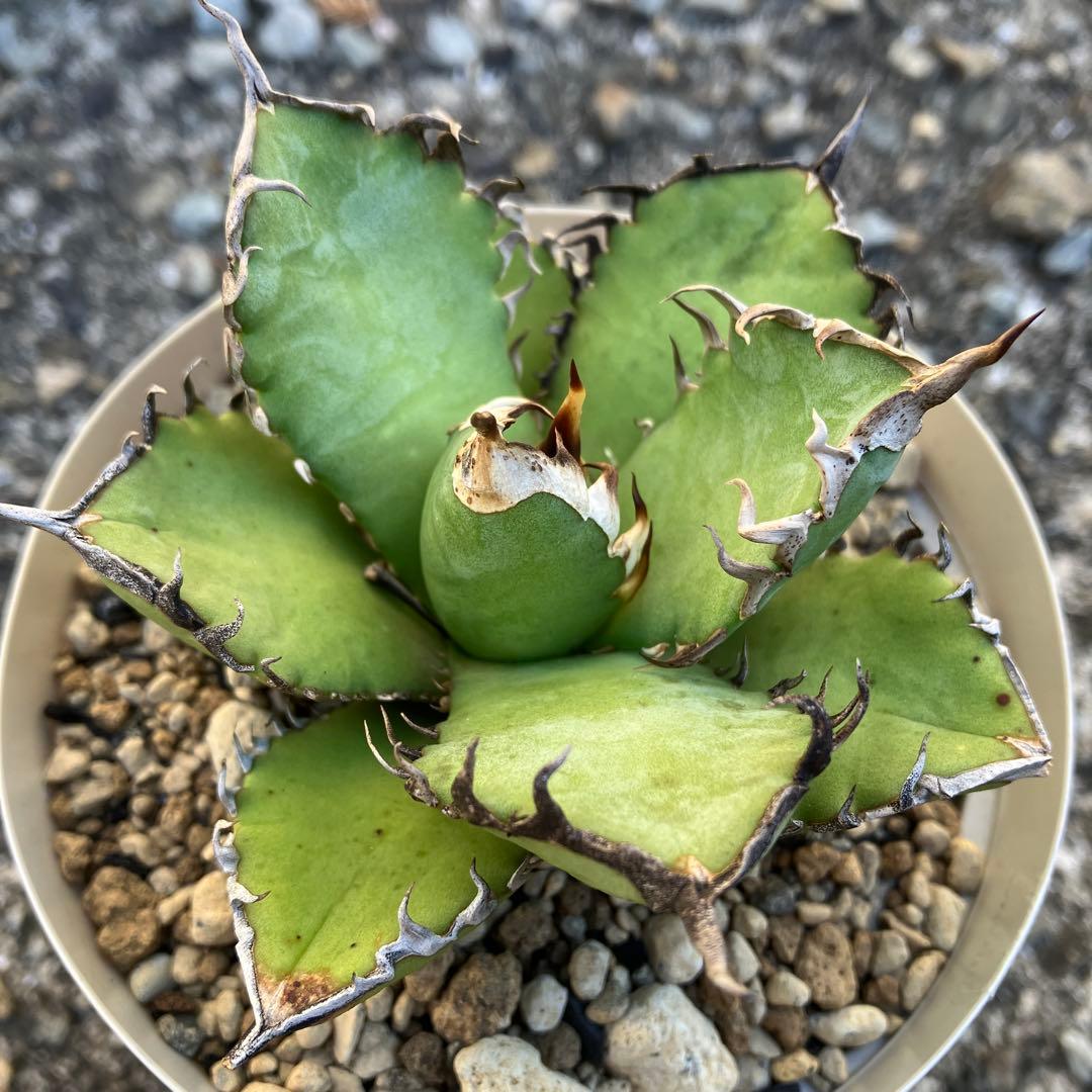 アガベ　実生　オテロイ