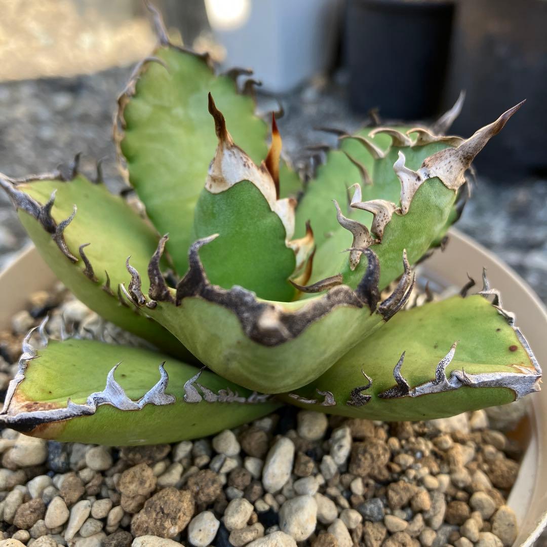 アガベ　実生　オテロイ