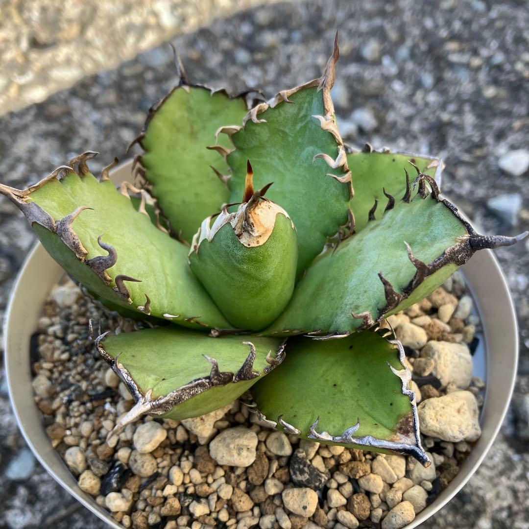 アガベ　実生　オテロイ