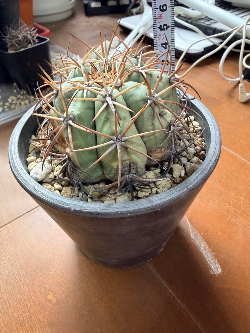 エキノカクタス　太平丸