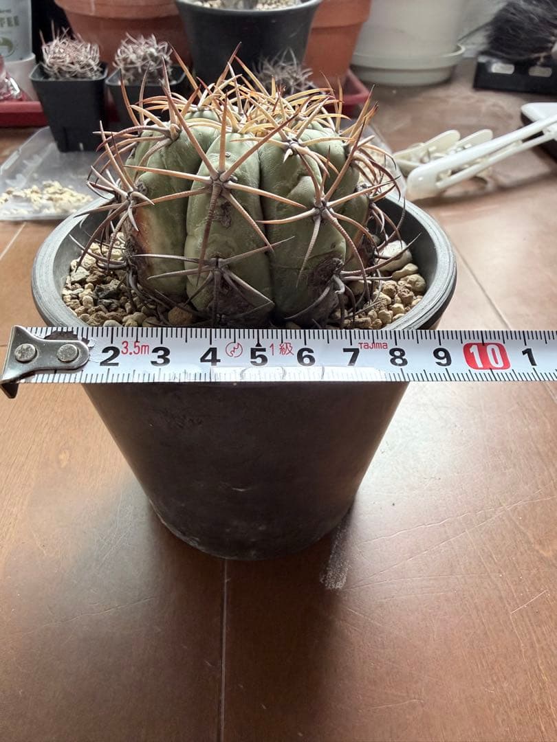 エキノカクタス　太平丸